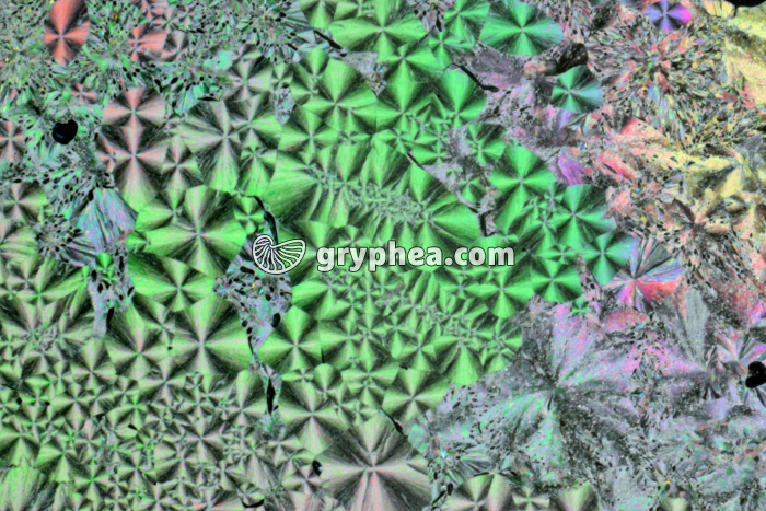 Vanilline après refroidissement rapide LPA x5 - gryphea.com